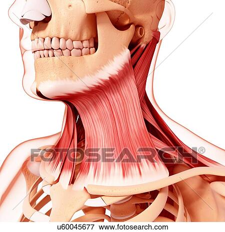 Stock Illustration - Human neck musculature, artwork. Fotosearch