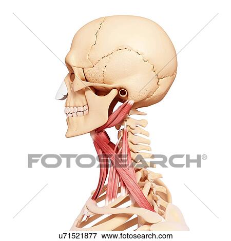 Human neck musculature, artwork View Large Illustration Stock Illustration - Human neck musculature, artwork. Fotosearch