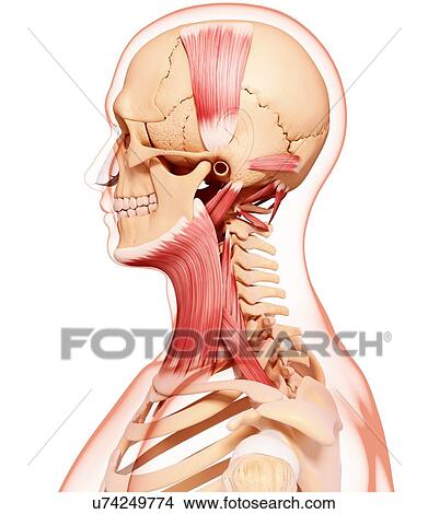 Stock Illustration - Human neck musculature, artwork. Fotosearch