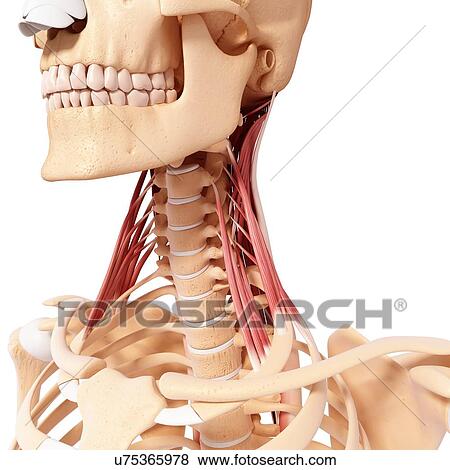 Human neck musculature, artwork View Large Illustration Stock Illustration - Human neck musculature, artwork. Fotosearch
