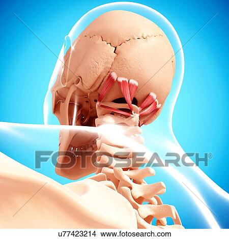 Stock Illustration - Human neck musculature, artwork. Fotosearch