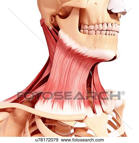 Stock Illustration - Human neck musculature, artwork. Fotosearch