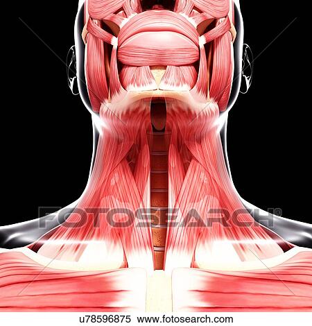 Stock Illustration - Human neck musculature, artwork. Fotosearch