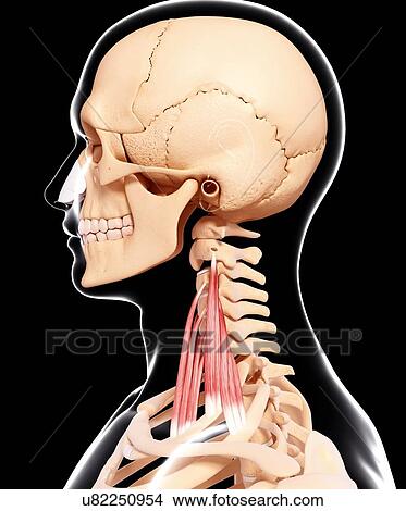 Stock Illustration - Human neck musculature, artwork. Fotosearch