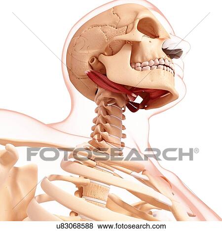 Human neck musculature, artwork View Large Illustration Stock Illustration - Human neck musculature, artwork. Fotosearch