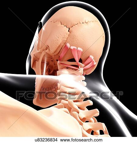Human neck musculature, artwork View Large Illustration Stock Illustration - Human neck musculature, artwork. Fotosearch