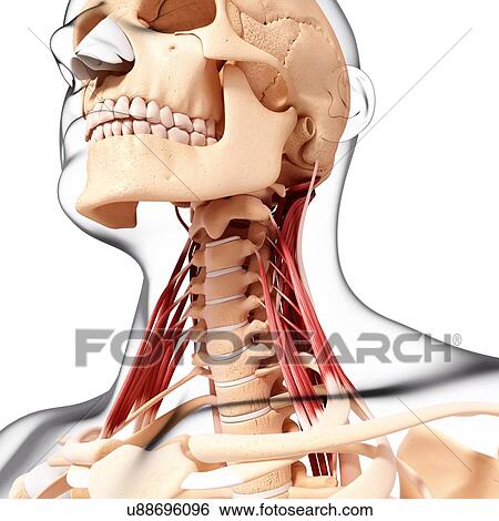 Human neck musculature, artwork View Large Illustration Stock Illustration - Human neck musculature, artwork. Fotosearch