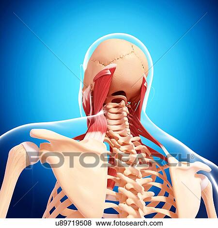 Stock Illustration - Human neck musculature, artwork. Fotosearch