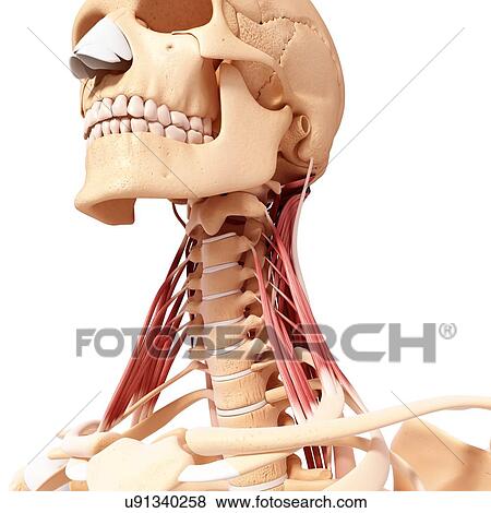 Stock Illustration - Human neck musculature, artwork. Fotosearch