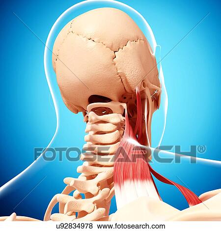 Human neck musculature, artwork View Large Illustration Stock Illustration - Human neck musculature, artwork. Fotosearch