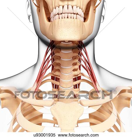 Stock Illustration - Human neck musculature, artwork. Fotosearch