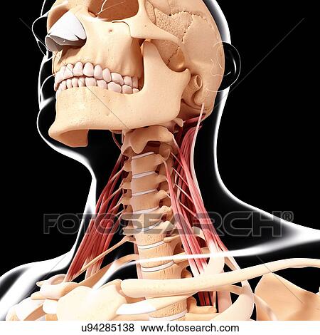 Stock Illustration - Human neck musculature, artwork. Fotosearch