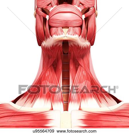 Human neck musculature, artwork View Large Illustration Stock Illustration - Human neck musculature, artwork. Fotosearch