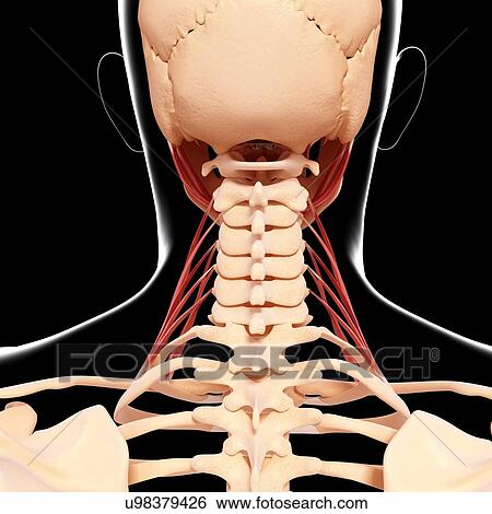 Stock Illustration - Human neck musculature, artwork. Fotosearch