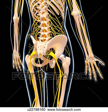 Clipart - Human nervous system, artwork. Fotosearch