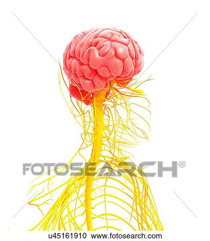 Clipart - Human nervous system, artwork. Fotosearch