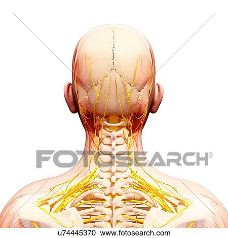 Human nervous system, artwork View Large Illustration Clipart - Human nervous system, artwork. Fotosearch