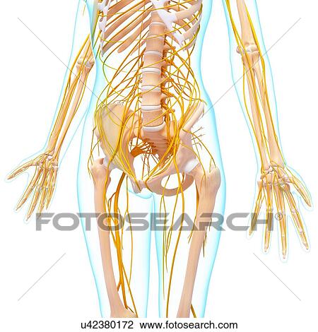 Drawing - Human nervous system, artwork. Fotosearch
