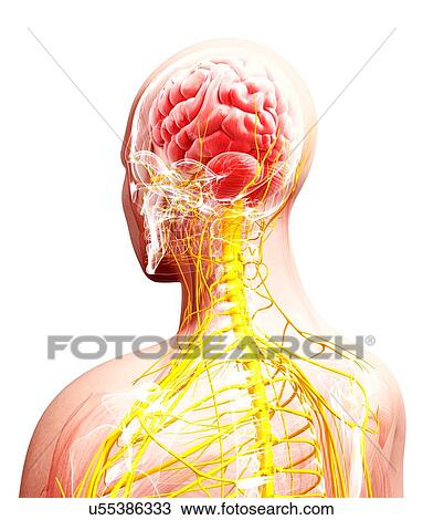 Drawing - Human nervous system, artwork. Fotosearch