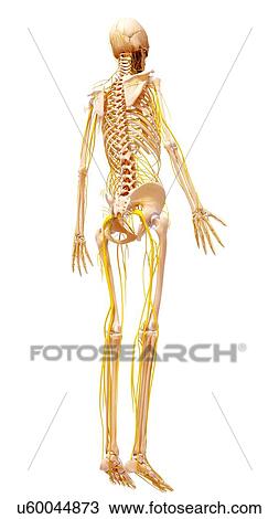 Drawing - Human nervous system, artwork. Fotosearch