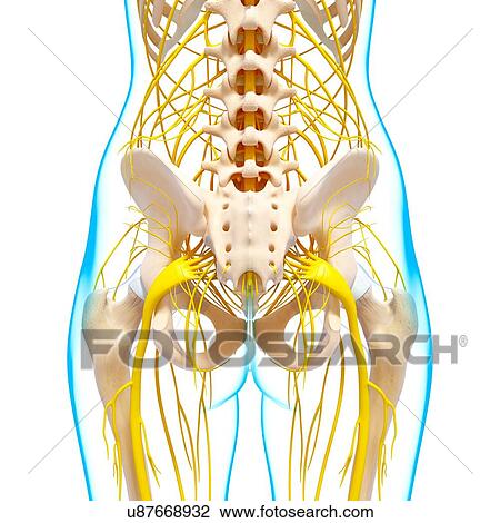 Human nervous system, artwork View Large Illustration Drawing - Human nervous system, artwork. Fotosearch