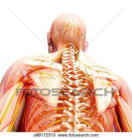 Human nervous system, artwork View Large Illustration Drawing - Human nervous system, artwork. Fotosearch