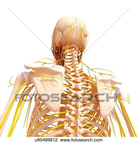 Human nervous system, artwork View Large Illustration Drawing - Human nervous system, artwork. Fotosearch