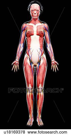 Human nervous system, artwork View Large Illustration Stock Illustration - Human nervous system, artwork. Fotosearch