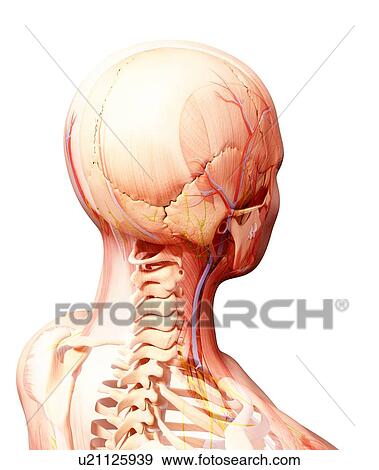 Stock Illustration - Human nervous system, artwork. Fotosearch