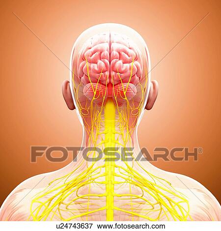 Human nervous system, artwork View Large Illustration Stock Illustration - Human nervous system, artwork. Fotosearch