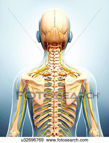 Human nervous system, artwork View Large Illustration Stock Illustration - Human nervous system, artwork. Fotosearch