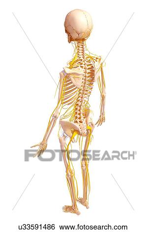 Human nervous system, artwork View Large Illustration Stock Illustration - Human nervous system, artwork. Fotosearch