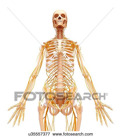 Human nervous system, artwork View Large Illustration Stock Illustration - Human nervous system, artwork. Fotosearch