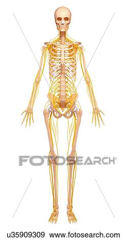 Human nervous system, artwork View Large Illustration Stock Illustration - Human nervous system, artwork. Fotosearch