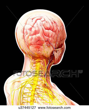 Human nervous system, artwork View Large Illustration Stock Illustration - Human nervous system, artwork. Fotosearch