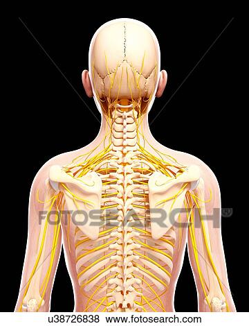 Human nervous system, artwork View Large Illustration Stock Illustration - Human nervous system, artwork. Fotosearch