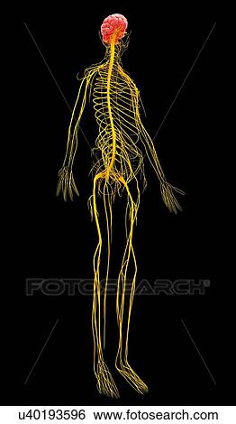 Stock Illustration - Human nervous system, artwork. Fotosearch