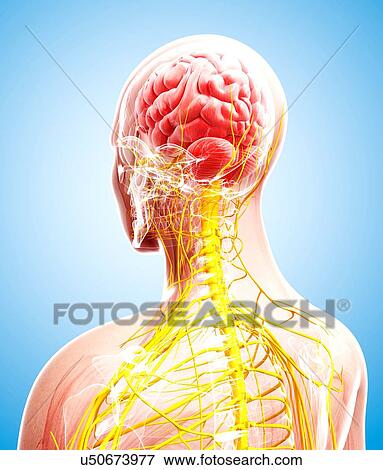 Human nervous system, artwork View Large Illustration Stock Illustration - Human nervous system, artwork. Fotosearch