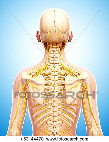 Stock Illustration - Human nervous system, artwork. Fotosearch