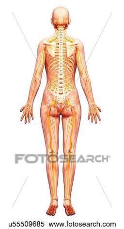 Stock Illustration - Human nervous system, artwork. Fotosearch