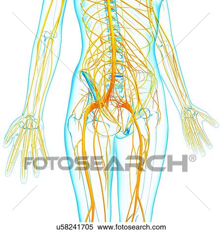 Human nervous system, artwork View Large Illustration Stock Illustration - Human nervous system, artwork. Fotosearch