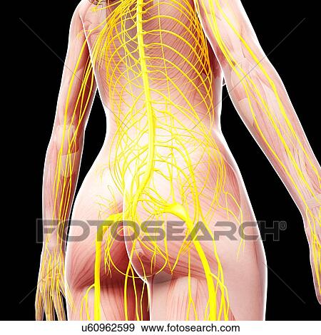 Human nervous system, artwork View Large Illustration Stock Illustration - Human nervous system, artwork. Fotosearch