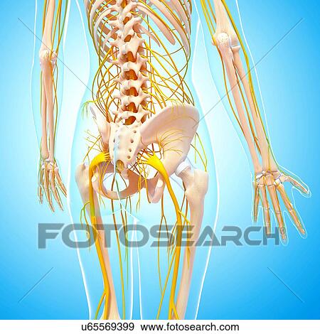 Human nervous system, artwork View Large Illustration Stock Illustration - Human nervous system, artwork. Fotosearch