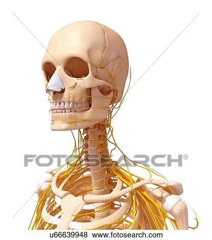 Stock Illustration - Human nervous system, artwork. Fotosearch