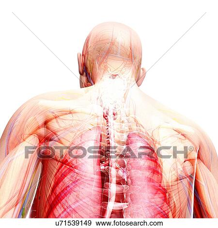 Human nervous system, artwork View Large Illustration Stock Illustration - Human nervous system, artwork. Fotosearch