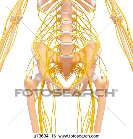 Human nervous system, artwork View Large Illustration Stock Illustration - Human nervous system, artwork. Fotosearch