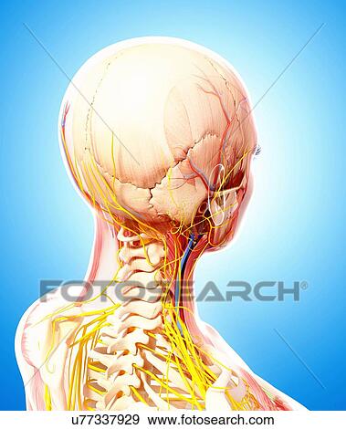 Human nervous system, artwork View Large Illustration Stock Illustration - Human nervous system, artwork. Fotosearch
