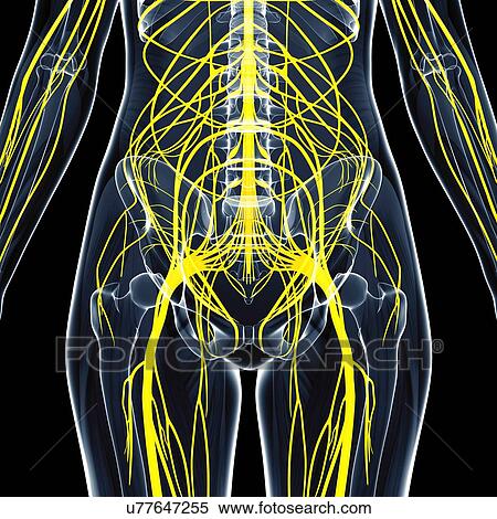 Human nervous system, artwork View Large Illustration Stock Illustration - Human nervous system, artwork. Fotosearch