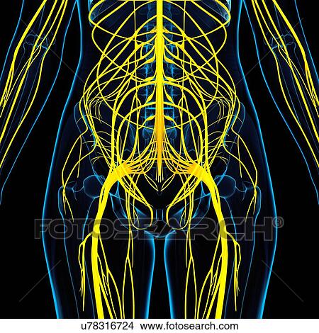 Human nervous system, artwork View Large Illustration Stock Illustration - Human nervous system, artwork. Fotosearch