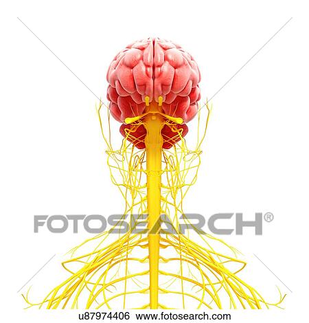 Human nervous system, artwork View Large Illustration Stock Illustration - Human nervous system, artwork. Fotosearch